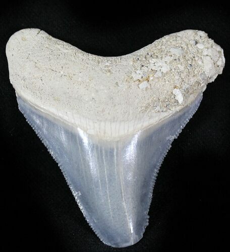 Serrated  Bone Valley Megalodon Tooth #22911
